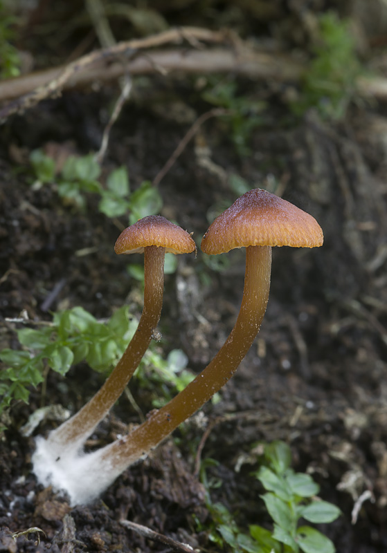 Rhodocybe nitellina